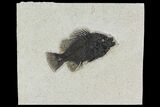 Fossil Fish (Cockerellites) - Wyoming #158571-1